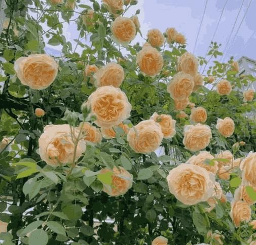 RoyalClimb Bloom