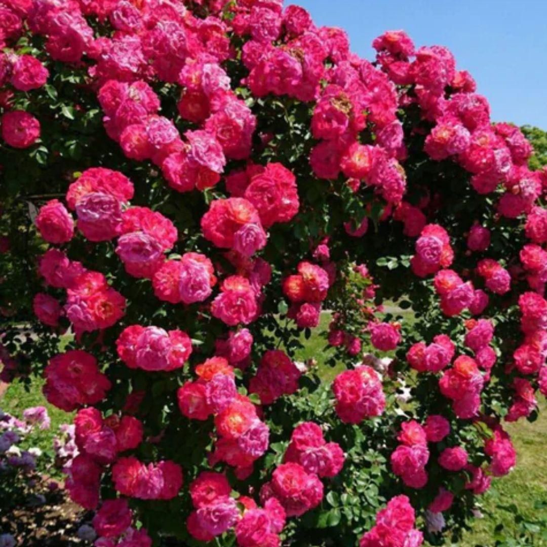 RoyalClimb Bloom